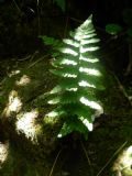 Dryopteris tyrrhena